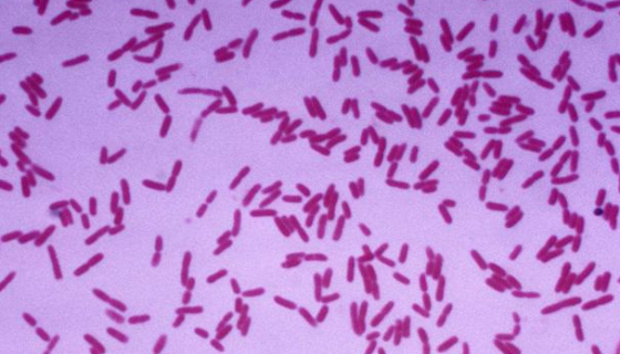 恶臭假单胞菌的耐药性与发酵条件及应用！