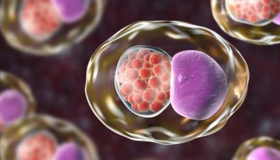 争论贪噬菌的主要功能与培养方法及注意事项！