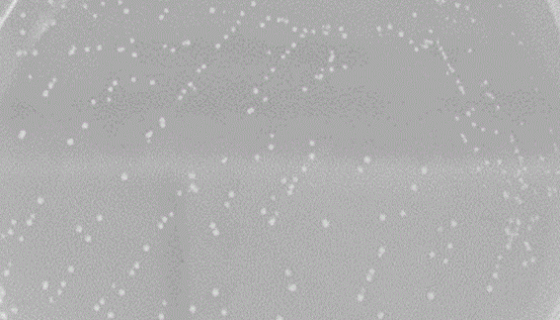 明串珠菌属安瓿瓶冻干管打管说明书！