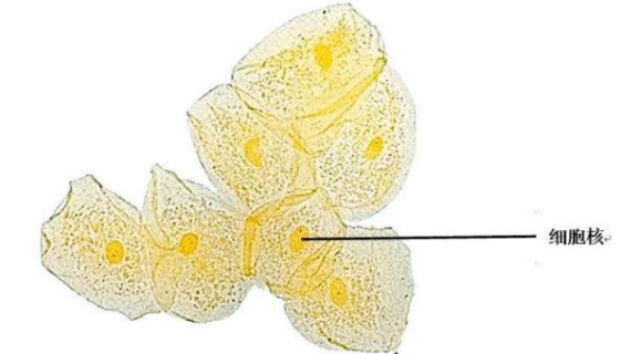 人口腔上皮细胞的分离方法与质量检测及注意事项！