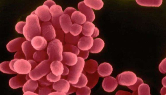 流产布鲁氏菌的特性与培养及使用范围！