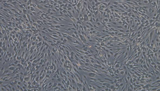 HDF-A人皮肤成纤维细胞的处理与培养操作规程！