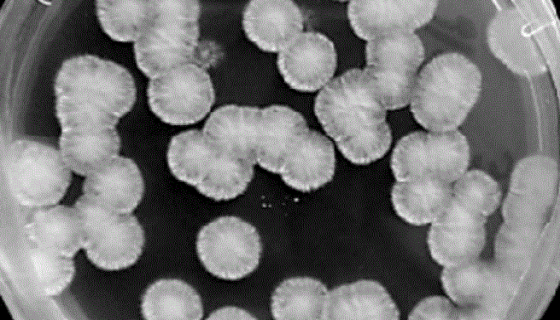 白地霉的形态特征与生长习性及奶酪中的研究进展！