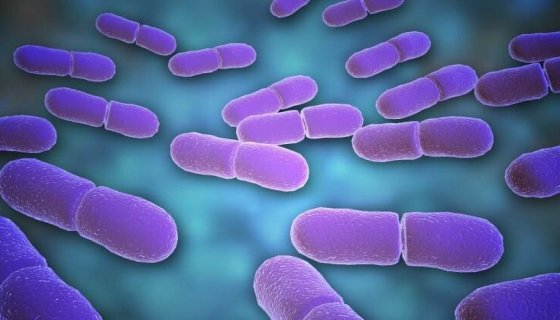 大肠埃希菌的中毒表现与预防及紧急处理！