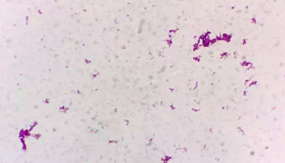 ATCC 27511 皮氏罗尔斯顿氏菌 BIOBW生物