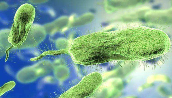 创伤弧菌的病原体分布与易感人群及防治措施！