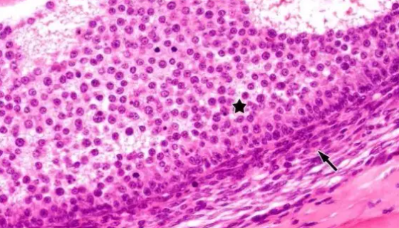 Sf9 昆虫卵巢细胞的培养步骤与应用！