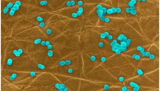 藤黄微球菌 国家标准菌种 [CMCC(B) 28001]