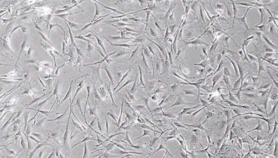 小鼠精原干细胞分离培养的实验方法与步骤！