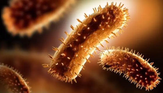 副溶血性弧菌的防治原则与实验室检查！