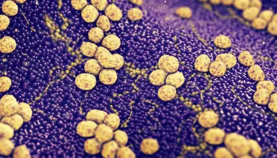 金黄色葡萄球菌金黄亚种冻干管打管说明书！