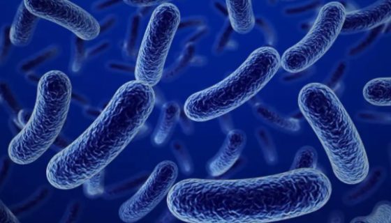 布氏乳杆菌的培养条件与注意事项及打管说明！