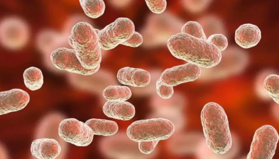 牙龈卟啉单胞菌 ATCC BAA-3083 百欧博伟生物