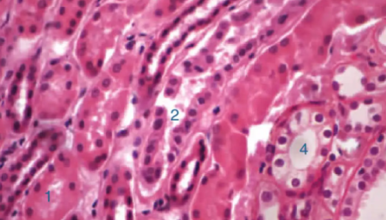 人肾实质细胞的背景与使用方法及应用！