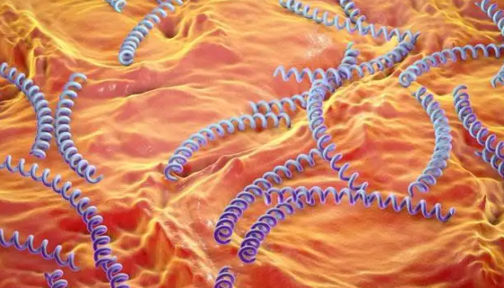 梅毒螺旋体的生长特性与实验检查及防治原则！