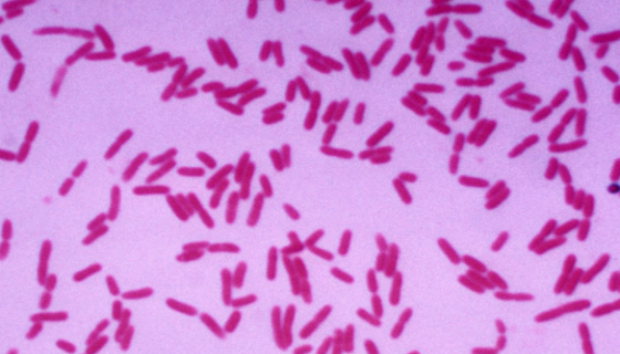 沼泽红假单胞菌的特点与功效及主要用途！