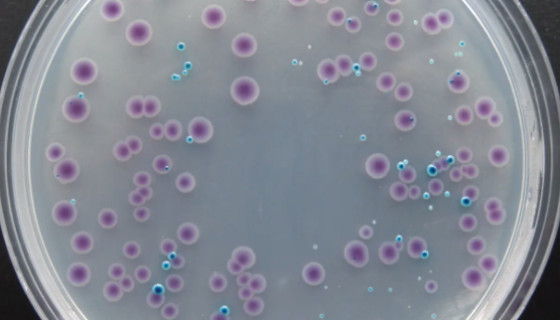 大肠杆菌显色培养基接种的操作步骤及应用！