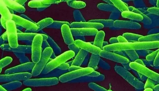 铜绿假单胞菌的性质与用途及生产工艺！