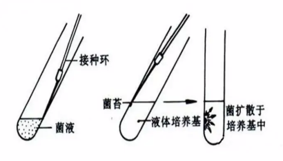 霉菌斜面转接培养的实验原理与操作步骤！