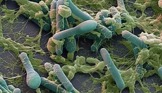 肉毒梭菌的涉及型式与生存分布及致病机理！