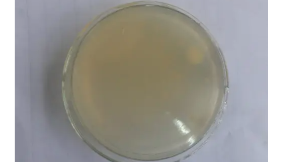 木醋杆菌的生产环境与培养条件及主要用途！