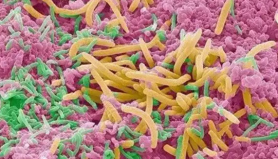 有益微生物菌消失了，如何失而复得？