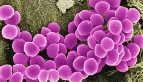 头葡萄球菌的菌株培养与使用范围及保藏方法！