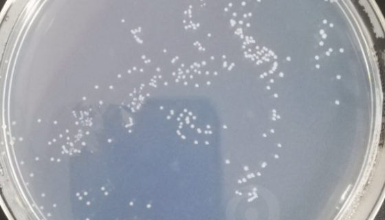 热紫链霉菌不渗透亚种ATCC 19994知识解析！