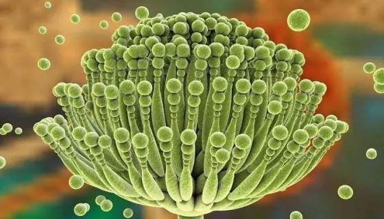 假黄单胞菌属的培养条件与注意事项及打管说明！