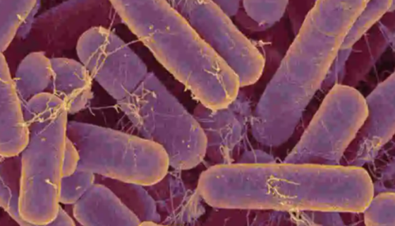 ATCC 23745 脆弱类拟杆菌 百欧博伟生物