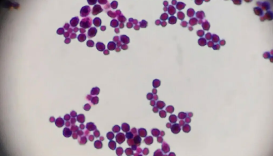 ATCC 32609 格特隐球菌——用于生物医学研究