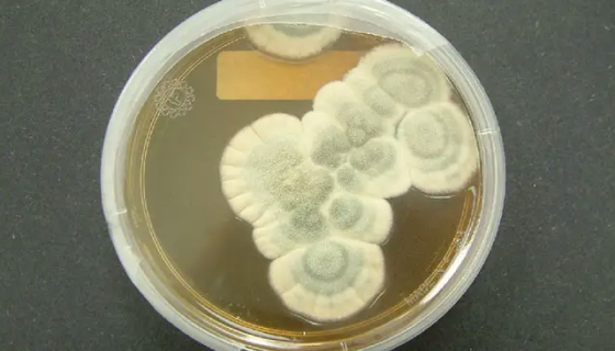 产黄青霉的主要用途与实验内容及保藏方法！