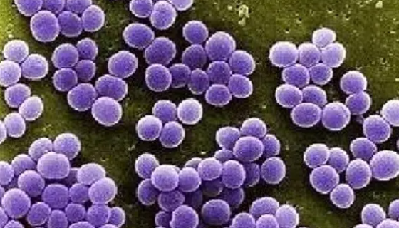 腐生性葡萄球菌的主要种类与医学治疗！