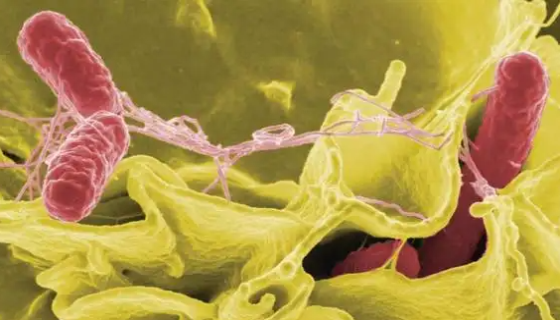 鼠伤寒沙门氏菌TA100的性质、用途与生产工艺！