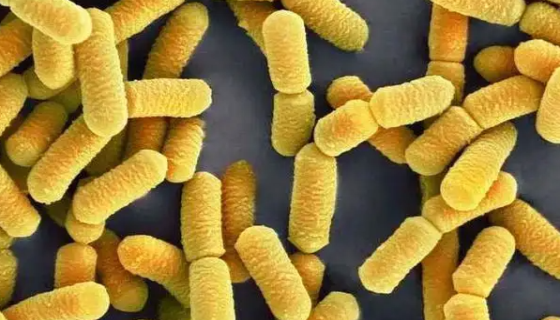 用于发酵乳制品和产青贮饲料的：清酒乳杆菌清酒亚种