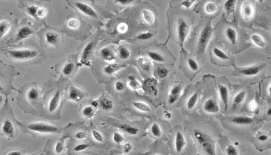 羊膜细胞的特点介绍与探索来源及研究现状！