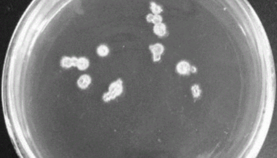 斯氏梭菌的菌株培养与实验内容及保存方法！