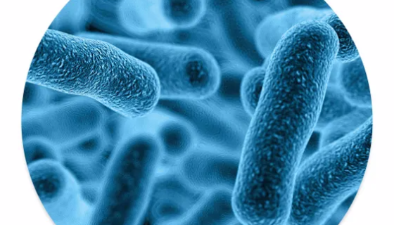 罗伊氏乳杆菌DSM12246的菌株特性及作用！