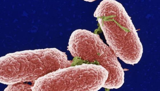 都柏林沙门氏菌的使用范围及培养与保藏方法！