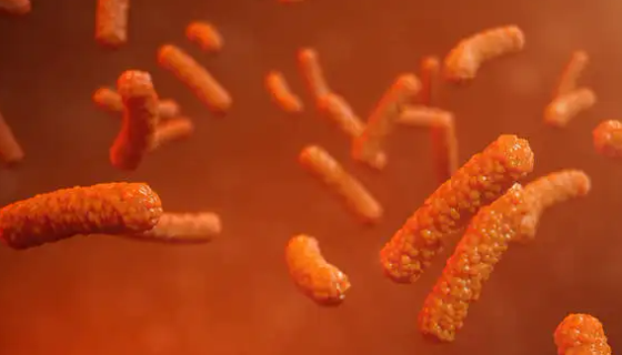 类球红细菌——用于辅酶分析的标准菌株