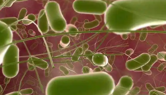 ATCC 9120 肠沙门氏菌肠炎亚种菌株说明！