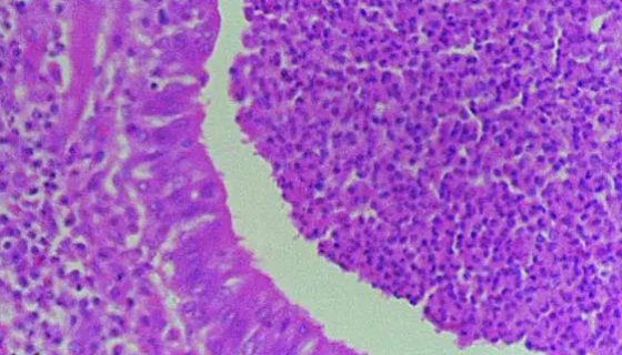 ATCC 27715 猪肺炎支原体 百欧博伟生物