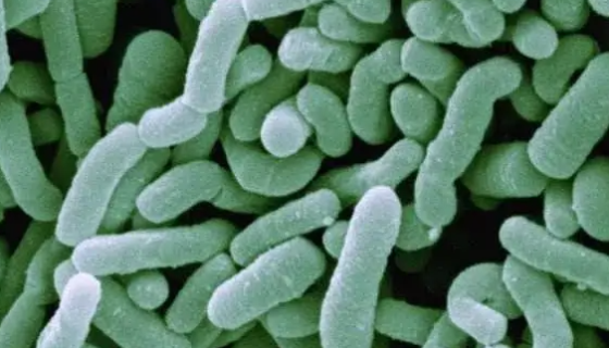 ZJ46植物乳杆菌植物亚种冻干管打管说明书！