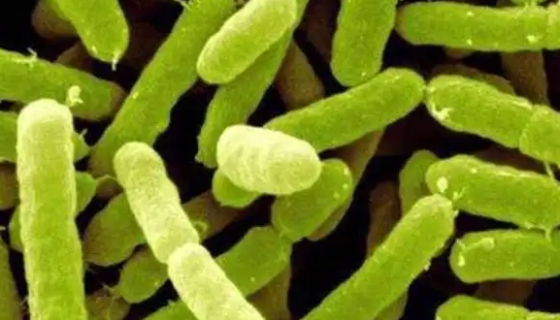 阪崎肠杆菌的菌落特征及控制危险与治疗方法！