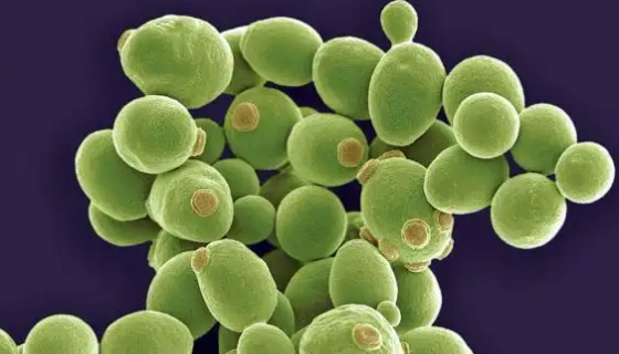 毕赤酵母Gs115的菌株简介及注意事项有哪些？