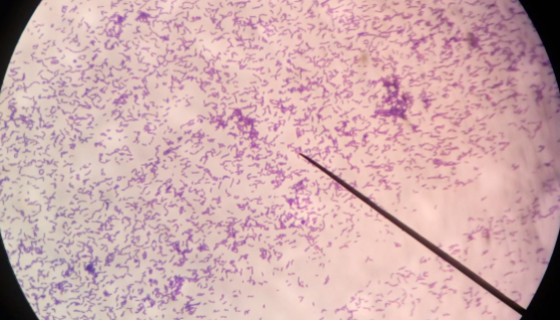 新疆溶杆菌单层安瓿瓶菌种培养及打管说明！