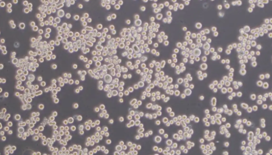 人T淋巴细胞系的性质、用途与生产工艺！