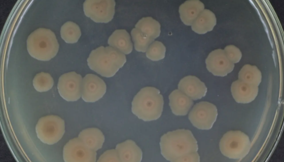 芽孢杆菌对水质净化的作用机理及作用效果！