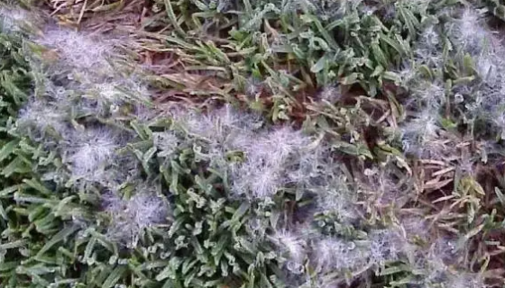 群结腐霉的知识简介与形态描述及相关论述！