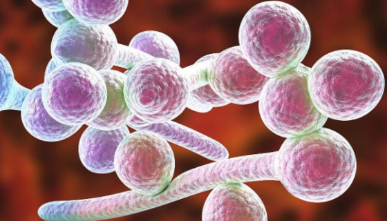 近平滑假丝酵母的培养条件与注意事项及保藏方法！